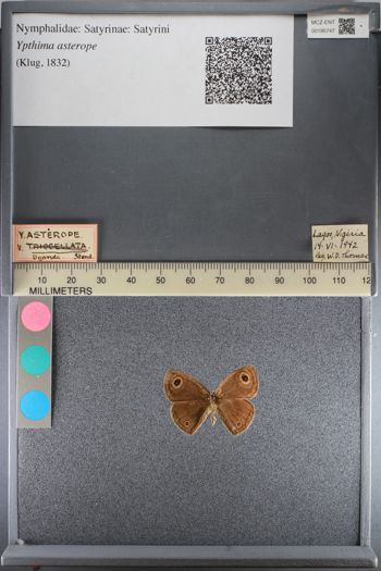 Media type: image;   Entomology 195747